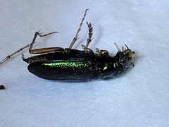 Tetracha virginica