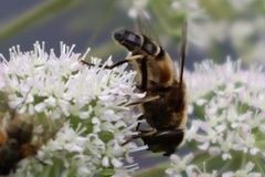 Eristalis pertinax