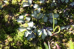 Riccia