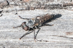 Cyrtopogon