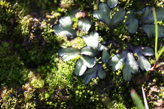 Riccia