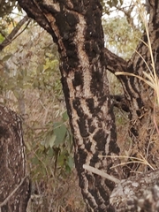 Qualea