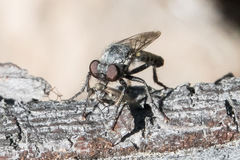 Cyrtopogon