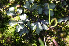 Riccia