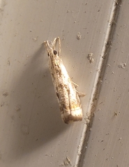 Microcrambus elegans