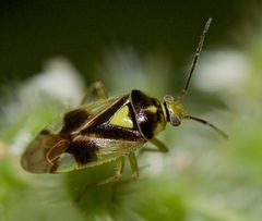 Orthops scutellatus