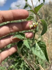 Solanum douglasii