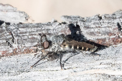 Cyrtopogon
