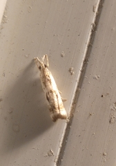 Microcrambus elegans