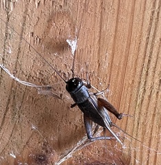 Gryllus pennsylvanicus