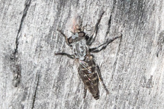 Cyrtopogon