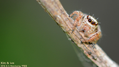 Salticidae