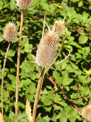 Dipsacus sativus