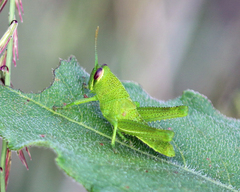 Cyrtacanthacridini