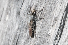 Cyrtopogon