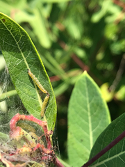 Saucrobotys futilalis