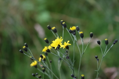 Hieracium sabaudum