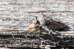 Cyrtopogon