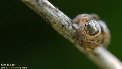 Salticidae