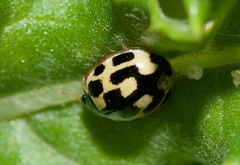 Propylea quatuordecimpunctata