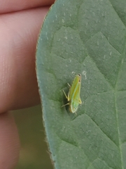 Graphocephala versuta