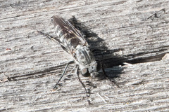 Cyrtopogon