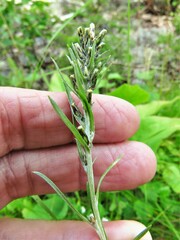 Omalotheca sylvatica