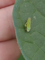 Graphocephala versuta