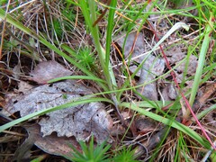 Omalotheca sylvatica