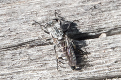 Cyrtopogon