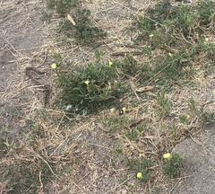 Oenothera laciniata