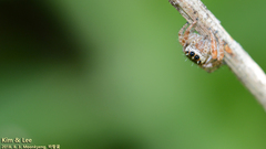 Salticidae