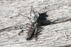 Cyrtopogon