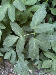 Aegopodium podagraria