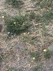 Oenothera laciniata
