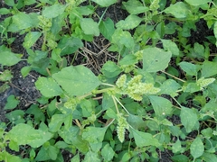 Amaranthus retroflexus