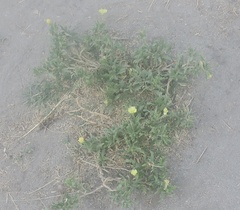 Oenothera laciniata
