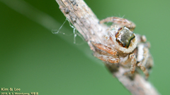Salticidae