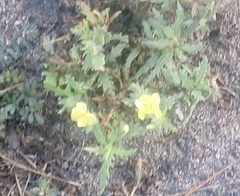 Oenothera laciniata