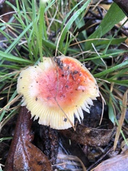 Amanita xanthocephala