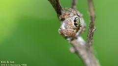 Salticidae