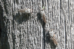 Cyrtopogon