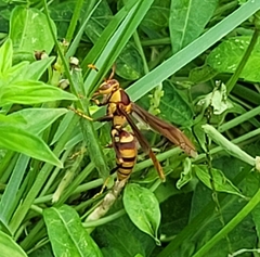 Polistes major major