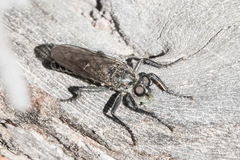 Lasiopogon