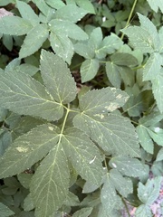 Aegopodium podagraria