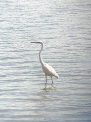 Ardea herodias occidentalis