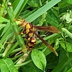 Polistes major major