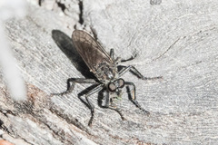 Lasiopogon