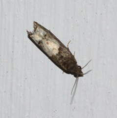 Eucosma parmatana