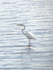 Ardea herodias occidentalis